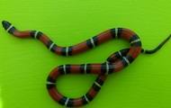 In Kiev, a snake was caught in a house