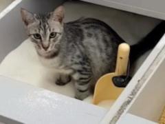 In the Kiev supermarket, the cat met the need for sugar