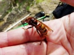На Харківщині чоловіка вбили шершні