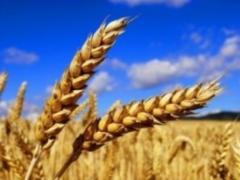 Ukrainian farmers have already harvested 37 million tons of grain