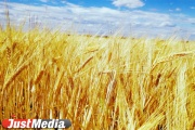 Уральські аграрії почали прибирати хліб
