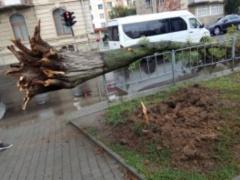 У центрі Івано-франківські звалилося величезне дерево