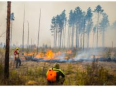 У Канаді пожежі вже охопили 467 гектарів лісу