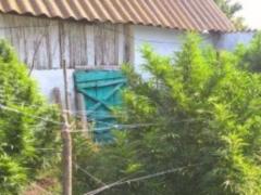 На Херсонщині виявлено плантацію конопель