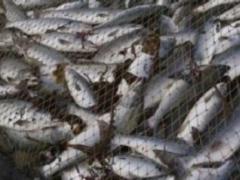 На Херсонщине пресекли незаконный вылов рыбы