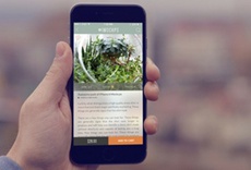 The screens for mobile phones will become the largest display category