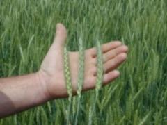 Аграрии Украины приступили к посеву озимых
