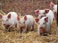 В Украине зафиксированы вспышки чумы у свиней