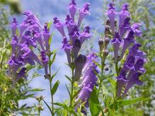 Healing power of medicinal herbs