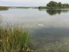 In Kherson region a dismembered body