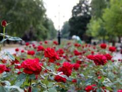 Во Львове переселенцы высадили аллею роз