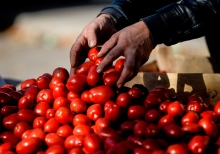 Turkish tomatoes predicted a return to the Russian market in October