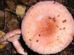 Poisoning by fungi: 6 people were hospitalized in Kiev for a day