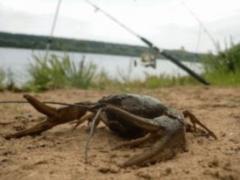 В 19 областях Украины запретили вылов раков
