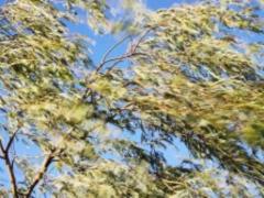 RSE warns of gusts in the west of the country