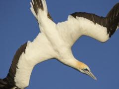 Cormorant ascended over the stadium  Zenith 