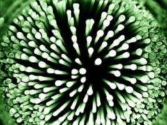 Bacteria can cause insulin resistance