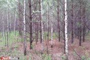Прокуратура змусила департамент лісового господарства області краще працювати з боржниками