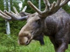 У Києві біля Московського мосту бродить лось