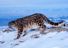 Snow leopards have ceased to be an endangered species