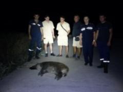 Wild boar bitten by Ukrainian