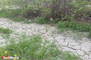 В Кировграде неизвестные отравили землю мышьяком и свинцом