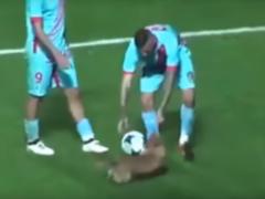 A dog in the middle of a football match showed an exquisite dribbling and then gave an interview
