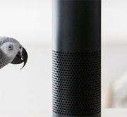 Папуга витратив $ 14 на Amazon, поки його господиня була на роботі