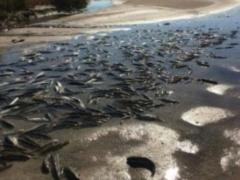 У Запоріжжі сталася екологічна катастрофа