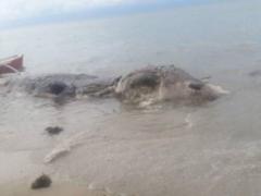 On the coast of the Philippines, locals found an unknown animal