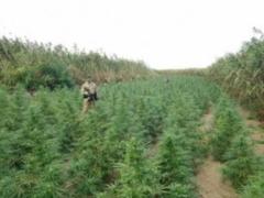 Law enforcers discovered large-scale drug implantation in the Odessa region