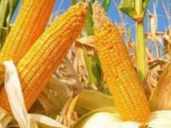 Производство кукурузы может превысить 27 млн тонн