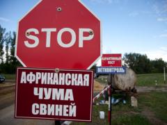 На Харьковщине большая проблема со свиньями