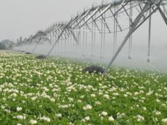 В России вырастят свой сорт картошки