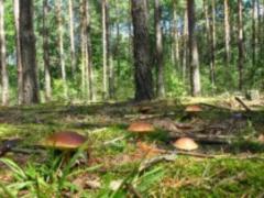 In the Lviv region, the mushroomer froze to death