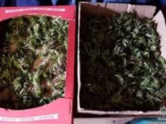 В Мелитополе у пенсионера изъяли пять кило марихуаны