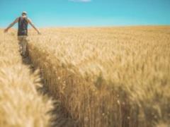 Украина экспортировала 12 миллионов тонн зерна