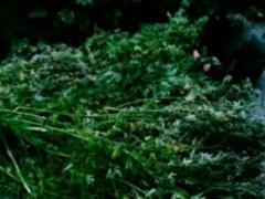 Житель Запорожья хранил дома марихуану на 100 кг