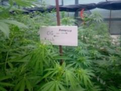 На Луганщине изъяли наркотиков на 15 миллионов гривен