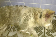 В Екатеринбурге разыскивают хозяев собаки, которую сбил КамАЗ на ЖБИ