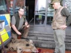 На жителей немецкого города напали дикие кабаны