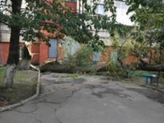 На Прикарпатті повалене негодою дерево впало на хлопчика