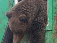 Чи не для людей зі слабкими нервами. У Мережі показали, як в Росії рятують ведмедя, який потрапив у пастку (відео 16+)