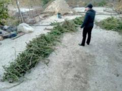 На Херсонщині вилучили марихуани на мільйон гривень