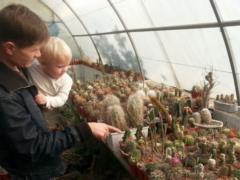 A resident of Cherkassy opened a farm for growing mini cacti