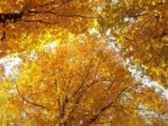 В Україну повертається комфортна осінь