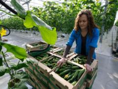Russians will be fed greenhouse vegetables