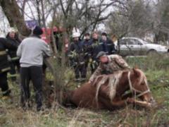 В Житомире спасатели вытащили лошадь из колодца,