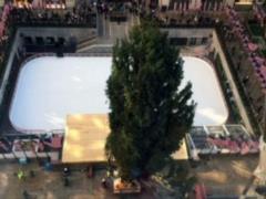 In the center of New York, the main tree of the country