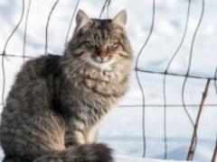 In Zhitomir on a woman attacked a mad cat